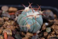 Echinocactus horizonthalonius PD 44